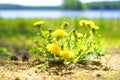 Yellow dandelions. Bright flowers dandelions on background of green spring meadows Royalty Free Stock Photo