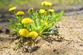 Yellow dandelions. Bright flowers dandelions on background of green spring meadows Royalty Free Stock Photo