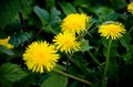 Yellow dandelions Royalty Free Stock Photo