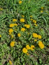 yellow dandelions Royalty Free Stock Photo