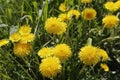 Yellow dandelions in the field. Solar plant in nature