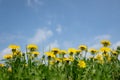 Yellow dandelions field closeup