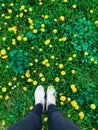 Yellow dandelions field with green grass and woman legs in jeans and white sneakers standing Royalty Free Stock Photo