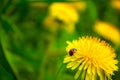 Yellow dandelions in the field. Ladybug on a flower