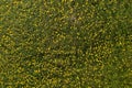 Yellow dandelions on the field, view from the top. There is room for text. Photo from the drone Royalty Free Stock Photo
