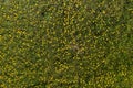 Yellow dandelions on the field, view from the top. There is room for text. Photo from the drone Royalty Free Stock Photo