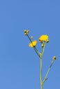 Yellow dandelions flower on blue sky