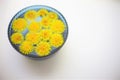 Yellow dandelions flowers in a blue glass bowl of water white table Royalty Free Stock Photo