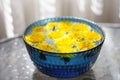 Yellow dandelions flowers floating in a blue glass bowl of water on a sunny day Royalty Free Stock Photo