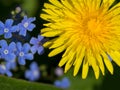 Yellow dandelions and forget-me