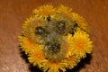 Yellow dandelions in a glass Royalty Free Stock Photo