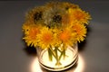 Yellow dandelions in a glass Royalty Free Stock Photo