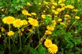 Yellow dandelions Royalty Free Stock Photo