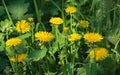 Yellow Dandelions In The Green Grass