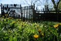 Dandelions in front of wooden fence Royalty Free Stock Photo