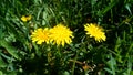 Yellow dandelions on green grass