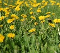 Yellow Dandelions in Green Meadow with Bumblebee