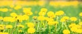 Yellow dandelions on a green meadow. Summer flower background. Banner Royalty Free Stock Photo