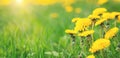 Yellow dandelions on a green meadow. Summer flower background. Banner Royalty Free Stock Photo