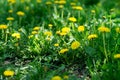 Yellow dandelions, green nature background. Blossom