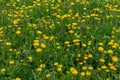 Yellow dandelions in the green spring meadow at cloudy daylight, full frame season specific background