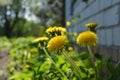 Yellow dandelions grow near country house in spring garden