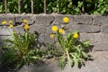 Yellow dandelions growing right on sidewalk near stone wall. Royalty Free Stock Photo