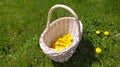 Basket with yellow dandelion freshly