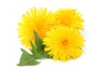 Yellow dandelions with dandelions leaf isolated closeup Royalty Free Stock Photo