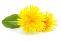 Yellow dandelions and dandelions leaves isolated Royalty Free Stock Photo