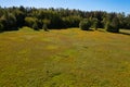 Yellow dandelions in a meadow near the forest View from the top. There is room for text. Photo from the drone Royalty Free Stock Photo