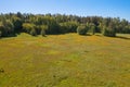 Yellow dandelions in a meadow near the forest View from the top. There is room for text. Photo from the drone Royalty Free Stock Photo