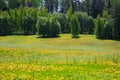 Yellow dandelions in a meadow near the forest View from the top. There is room for text. Photo from the drone Royalty Free Stock Photo