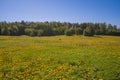 Yellow dandelions in a meadow near the forest View from the top. There is room for text. Photo from the drone Royalty Free Stock Photo