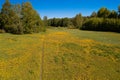 Yellow dandelions in a meadow near the forest View from the top. There is room for text. Photo from the drone Royalty Free Stock Photo