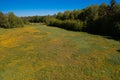 Yellow dandelions in a meadow near the forest View from the top. There is room for text. Photo from the drone Royalty Free Stock Photo