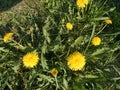 Yellow dandelions in the meadow Royalty Free Stock Photo