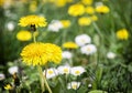 Yellow dandelions and ox-eye daisies in the meadow Royalty Free Stock Photo