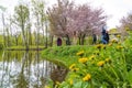 Yellow dandelions and pink sakura on the lake shore in the park. Royalty Free Stock Photo