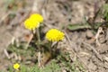 Bright yellow dandelions on the spring ground.