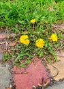 Yellow dandelions sprouted on the paving slabs. Spring in the city