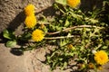 Yellow dandelions at the stone border