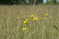 Yellow dandelions in the tall grass in the meadow