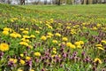 Yellow dandelions in the tall grass in the meadow