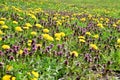 Yellow dandelions in the tall grass in the meadow