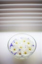 Yellow dandelions, white blooming flowers floating in a bowl of water on a sunny white windowsill Royalty Free Stock Photo