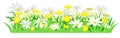 Yellow dandelions and white daisies.  Isolated vector illustration. Wild meadow flowers. Cartoon style.. Spring grass and flowers. Royalty Free Stock Photo