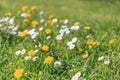 Yellow dandelions and white daisies on a spring or summer meadow on a sunny day, summer background Royalty Free Stock Photo