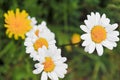 Yellow dandelions and white daisy flowers in Hemsedal, Norway