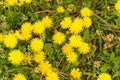 Yellow dandelions on white grass Royalty Free Stock Photo